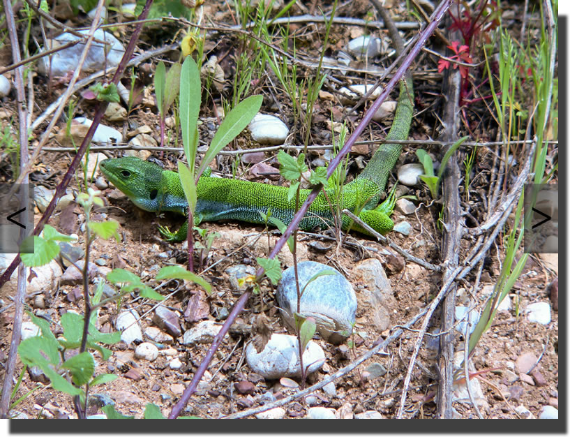 Lacerta trilineata